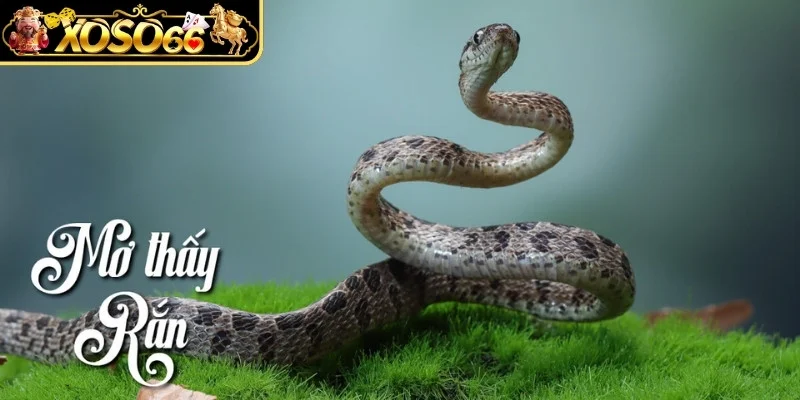 Luận giải giấc mộng